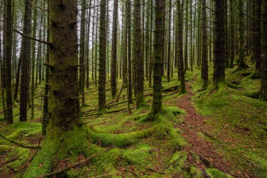 Ortasında patika olan bir orman.