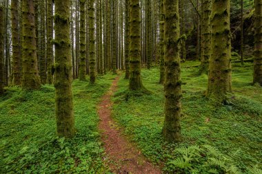 Yosunlu ağaçların olduğu ormanda bir patika.