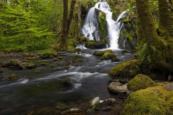 Yosunlu kayalarla dolu bir ormanda bir şelale.