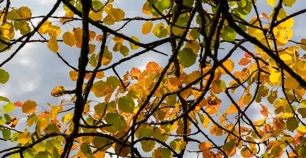 Mavi gökyüzüne karşı sarı yapraklı bir ağaç