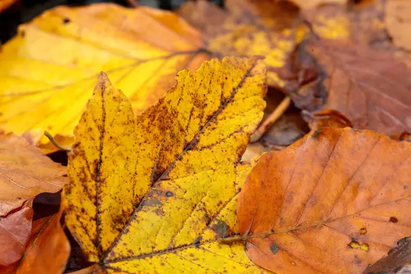 Yerde yatan bir grup yaprak.