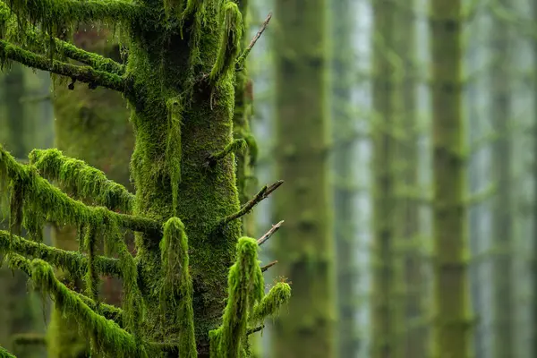 Bulanık bir geçmişi olan ormandaki yosun ağacı.