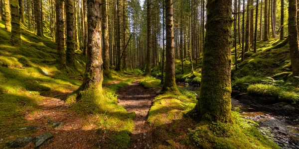 Yerde yosun olan ormanda bir patika.