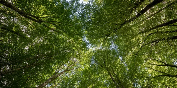 Bir sürü ağaç ve gökyüzü olan bir orman.
