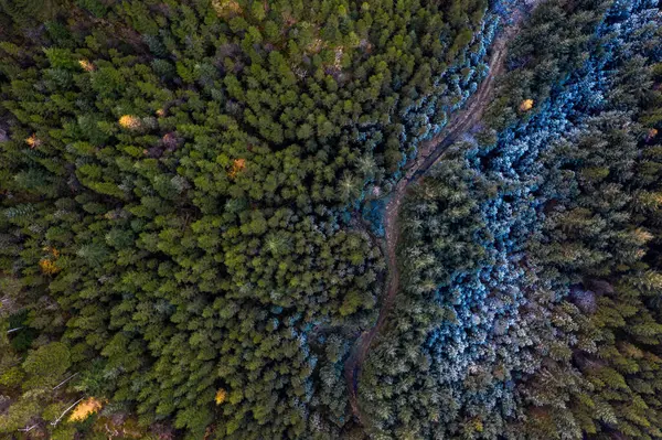 İçinden yol geçen bir orman.