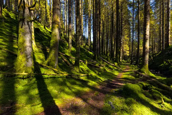 Yerde yosun yetişen bir ormanda bir patika.