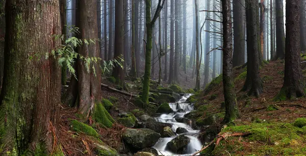 Yerde yosun olan bir ormanın içinden akan bir dere.
