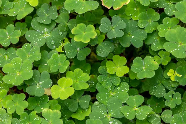 Su damlacıkları olan bir grup yeşil yonca.