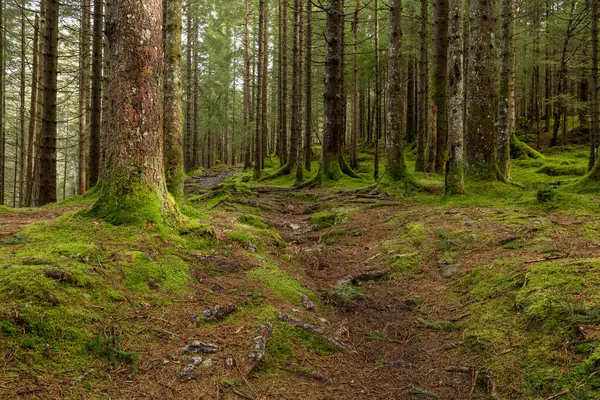 Yerde yosunların büyüdüğü ormanda bir patika.
