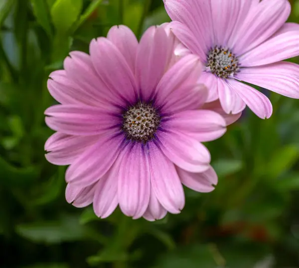 Arka planda yeşil yapraklı iki pembe çiçek.