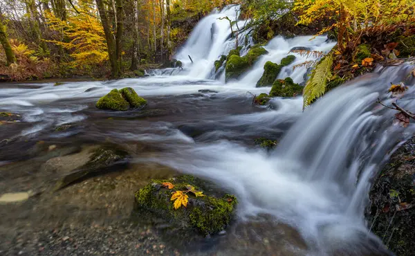 Ormanda kayalar ve yapraklarla dolu bir şelale