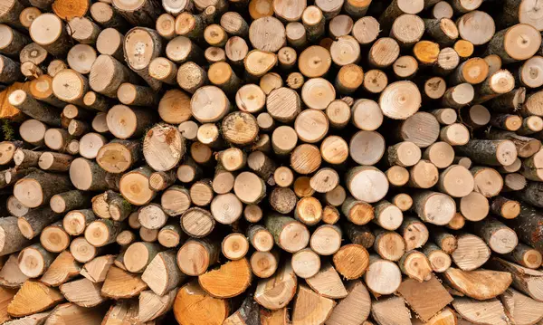 Pile Wood Lot Cut Logs — Stock Photo, Image