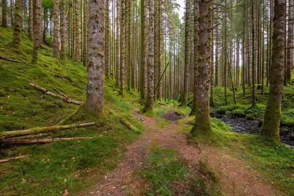 Ormanda bir patika, içinden akarsu akan.