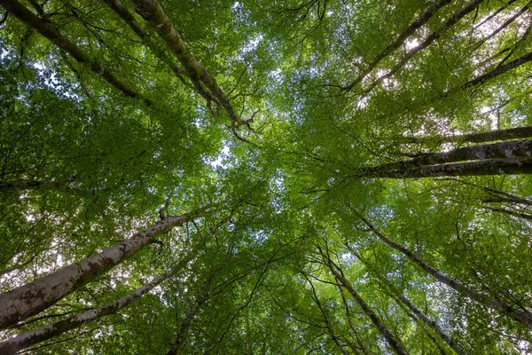 Bir sürü ağaç ve gökyüzü olan bir orman.