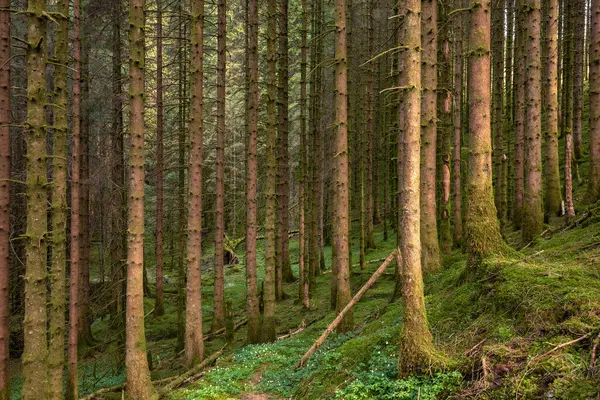 Ortasında patika olan bir orman.