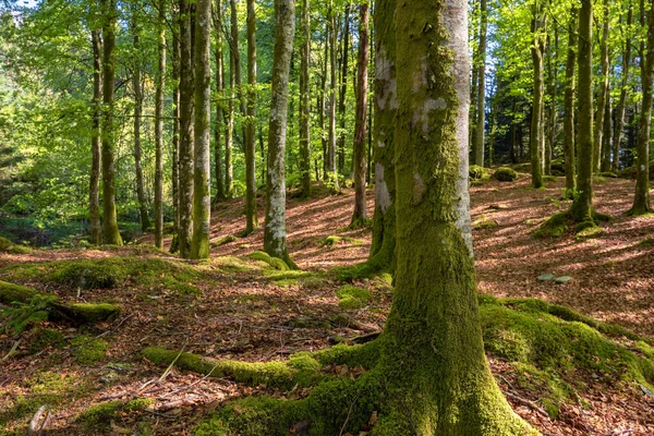Skog Med Trädstam Och Mossa Som Växer Marken — Stockfoto
