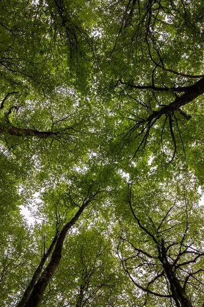 Bir sürü yeşil yaprağı olan bir orman örtüsü.