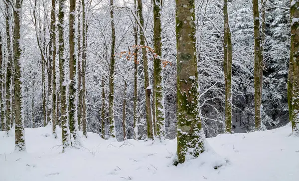Kırmızı yangın musluğu olan karla kaplı bir orman.