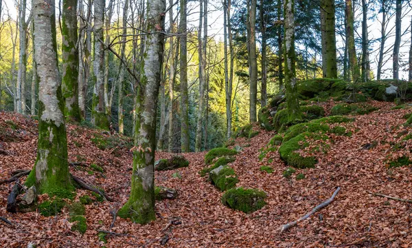 Ağaçları ve yosunları olan bir orman.