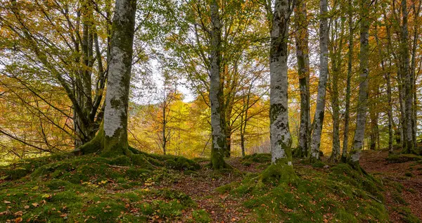 Bir sürü ağaç ve yaprağı olan bir orman.