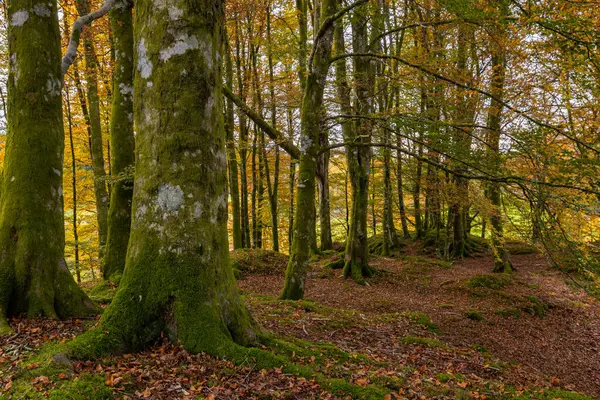Birkaç ağaç ve yaprağı olan bir orman.