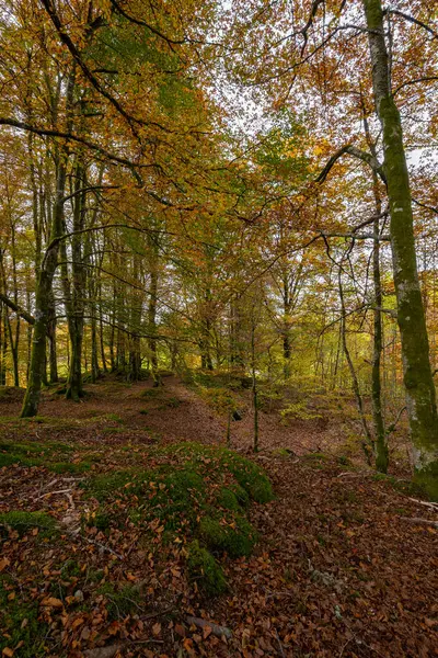Bir sürü ağaç ve yaprağı olan bir orman.