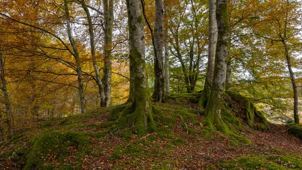 Ormanda yosun kaplı bir tepe