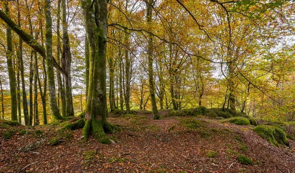 Ağaçlı ve yosunlu ormanda bir patika.