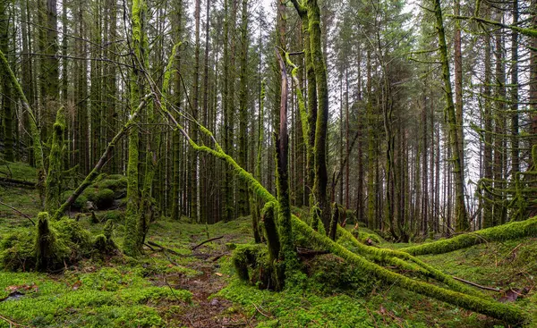 Ağaçlarda yosun yetişen bir orman.
