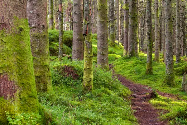 Yerde yosun olan bir ormanda bir patika.