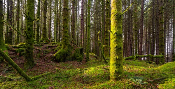 Yerde yosun yetişen bir orman.