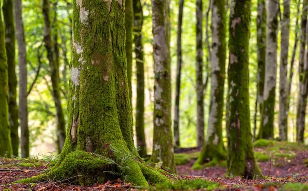 Ormanda yosun kaplı bir ağaç.