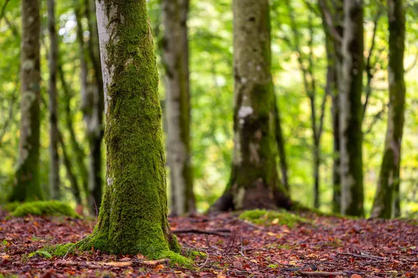Yapraklı bir ormanda yosun kaplı bir ağaç.