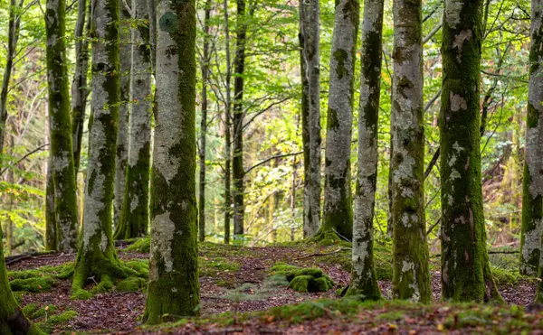 Yosun ağaçlı ve yapraklı bir orman.