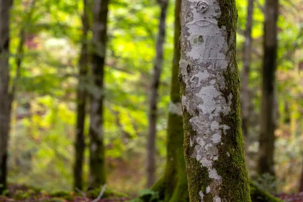 Ormanda bir ağaç gövdesi ve üzerinde yosun yetişiyor.