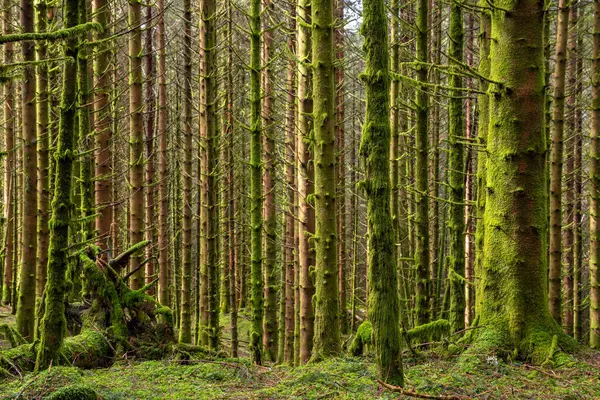 Bir sürü yosunla kaplı bir orman.