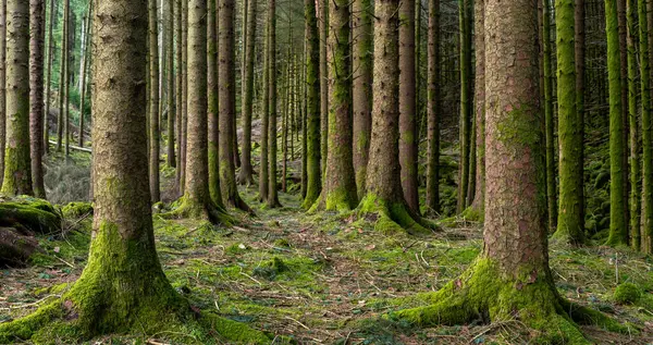 Ağaçlarda yosun yetişen bir orman.