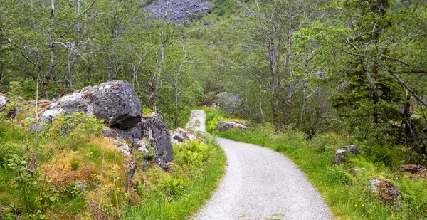 Ormanın ortasında toprak bir yol.