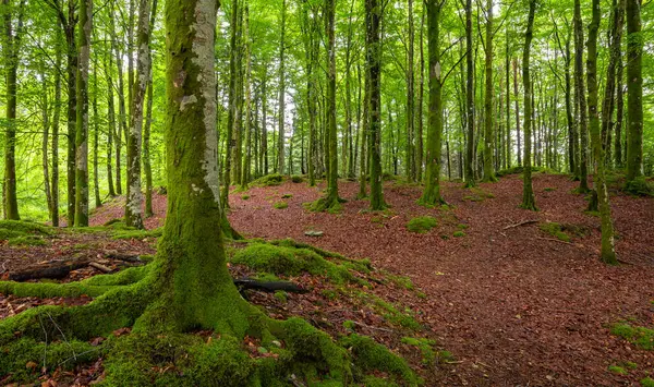 Ağaç gövdesi ve yolu olan bir orman.
