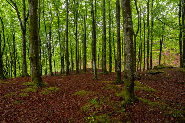 Bir sürü ağaç ve yaprağı olan bir orman.