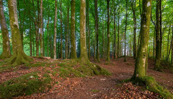 Yosun ağaçlı ve yapraklı bir orman.