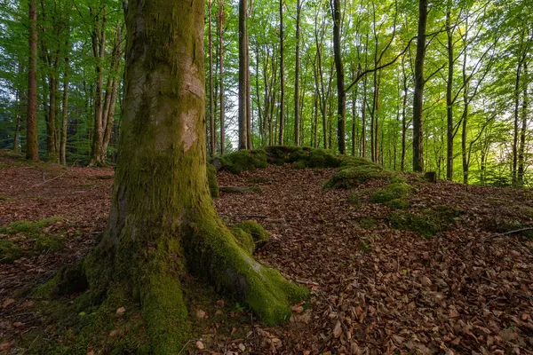 Ormanda yosunlu gövdesi olan bir ağaç.