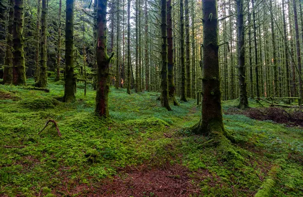 Ağaçları ve yosunları olan bir orman.
