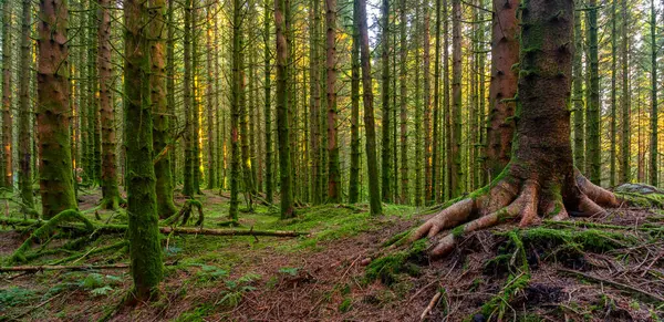 Bir ağaç gövdesi ve yerde büyüyen yosunlu bir orman.