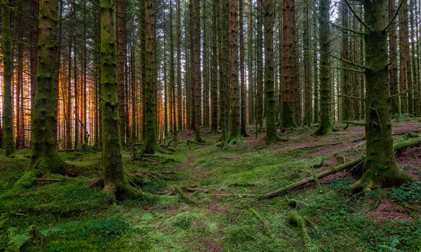 Ortasında patika olan bir orman.