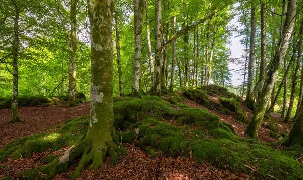 Ormanda yosun kaplı bir kaya.