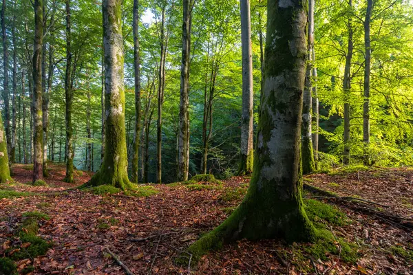 Bir sürü ağaç ve yaprağı olan bir orman.