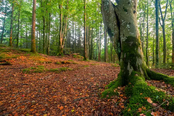 Ormanın ortasında bir ağaç gövdesi.