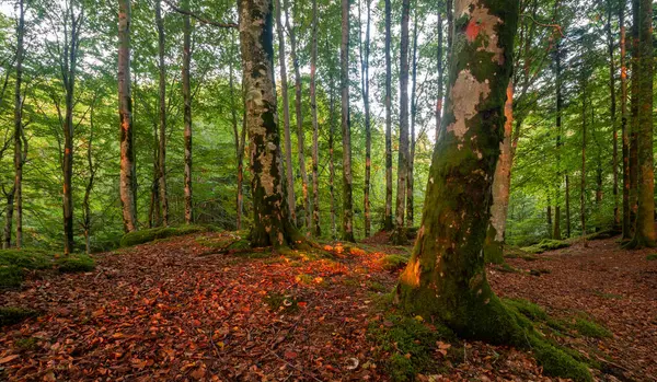 Bir sürü ağaç ve yaprağı olan bir orman.