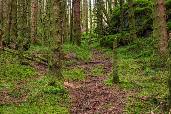 Yerde yosun olan ormanda bir patika.